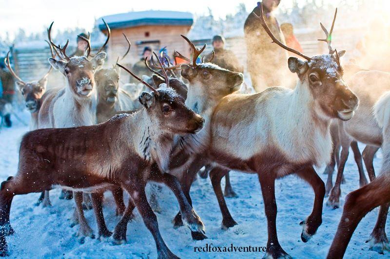 10801750_10205206452190464_4880662030877090816_n 1 Reindeer in the Saami Heart
