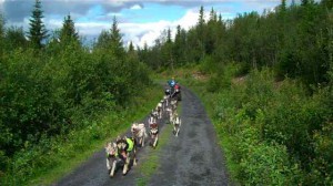 Sled_dog_try-outs